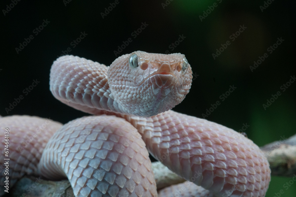 Fototapeta premium facial close up of pinkish white mangrove pit viper snake, trimeresurus purpureomaculatus, with black background and rim light