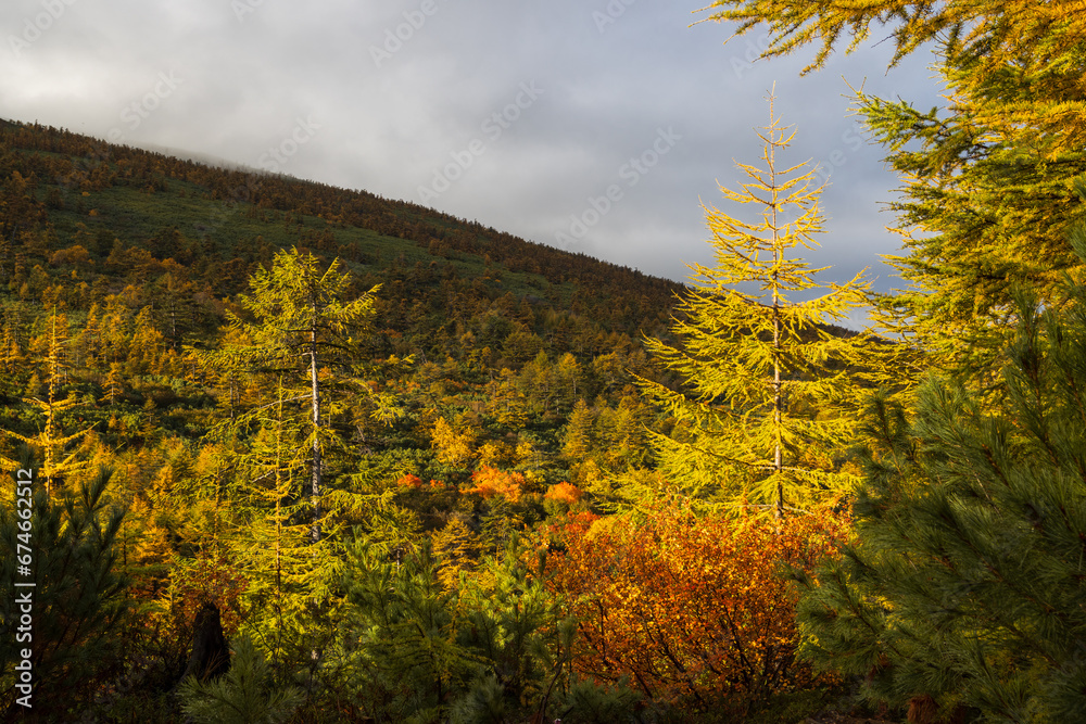 Picturesque autumn landscape. Coniferous forest in the mountains. Yellowed autumn larch trees on a mountain slope. Travel and hiking in the wild. Beautiful northern nature. Fall season, September.