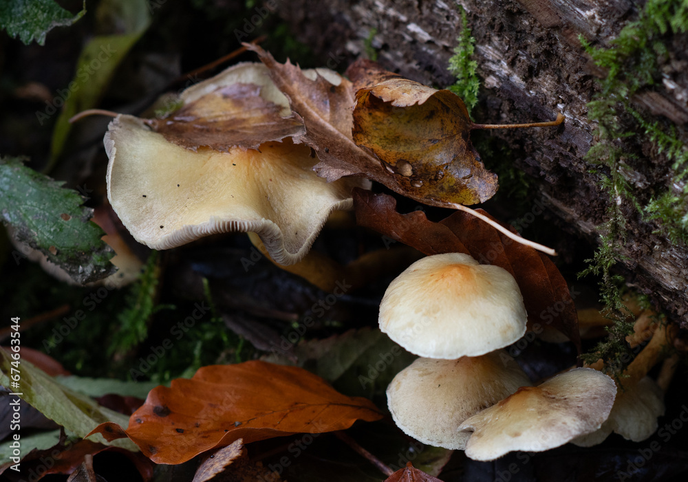 mushrooms in the forest (hypholoma capnoides) mushrooms in the forest (hypholoma capnoides)