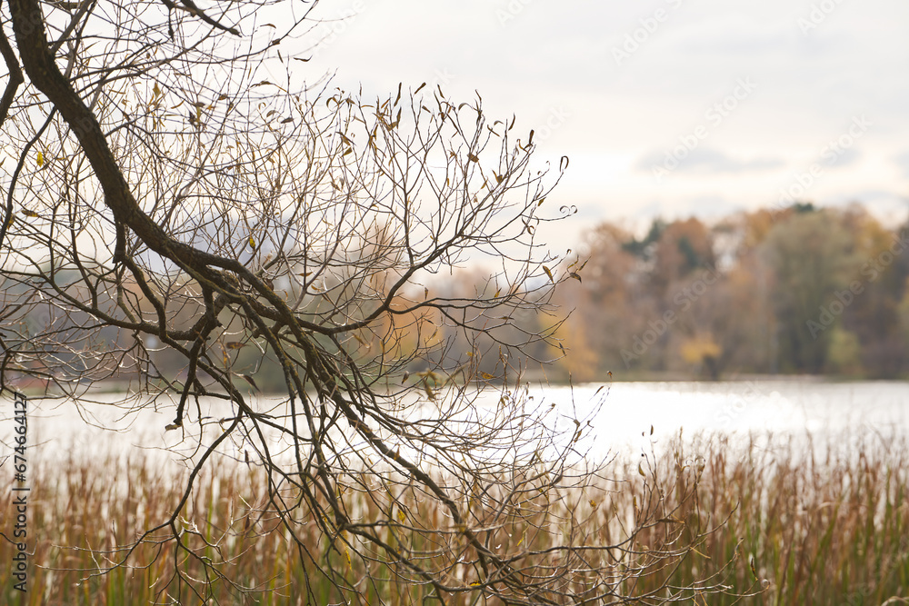 Bare tree branches against the backdrop of an autumn park. Bare tree branches against the backdrop of an autumn park.