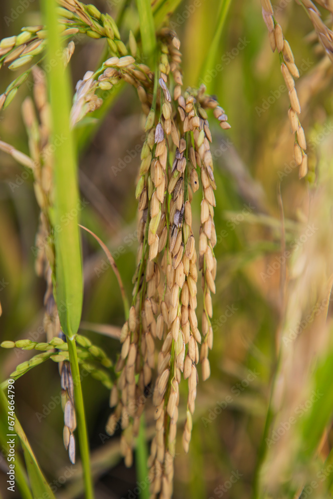 Golden grain rice spike harvest of Rice field. Selective Focus Golden grain rice spike harvest of Rice field. Selective Focus