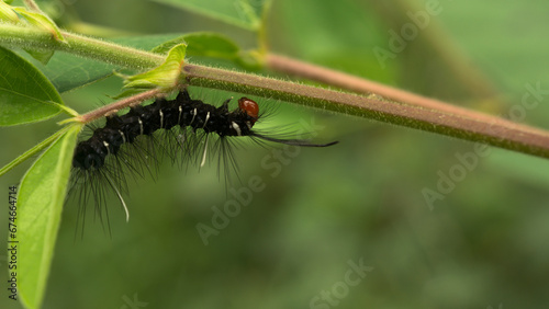 Fotografie During the day, a caterpillar was crawling on the leaves