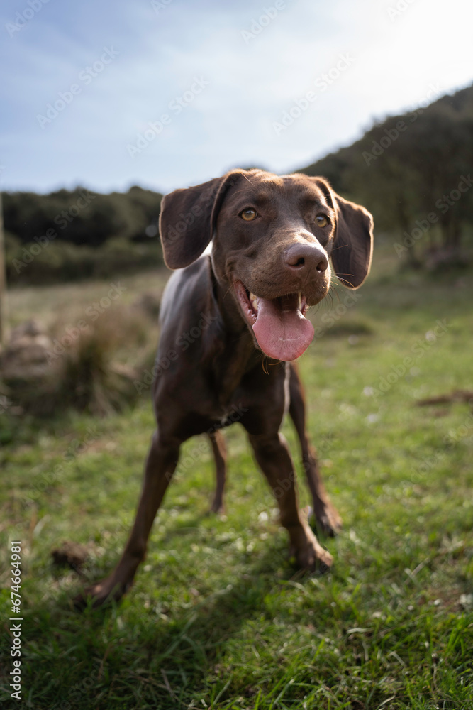 Close-up portrait of a brown Labrador dog standing looking at camera with open mouth in the middle of a field