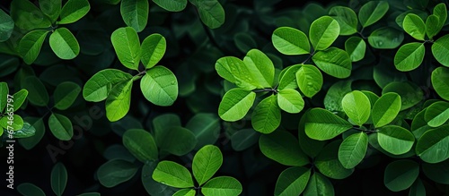 In the background of a summer garden the vibrant green leaves of a tree create a striking contrast against the black soil showcasing the beauty of nature s organic and natural botanical fol