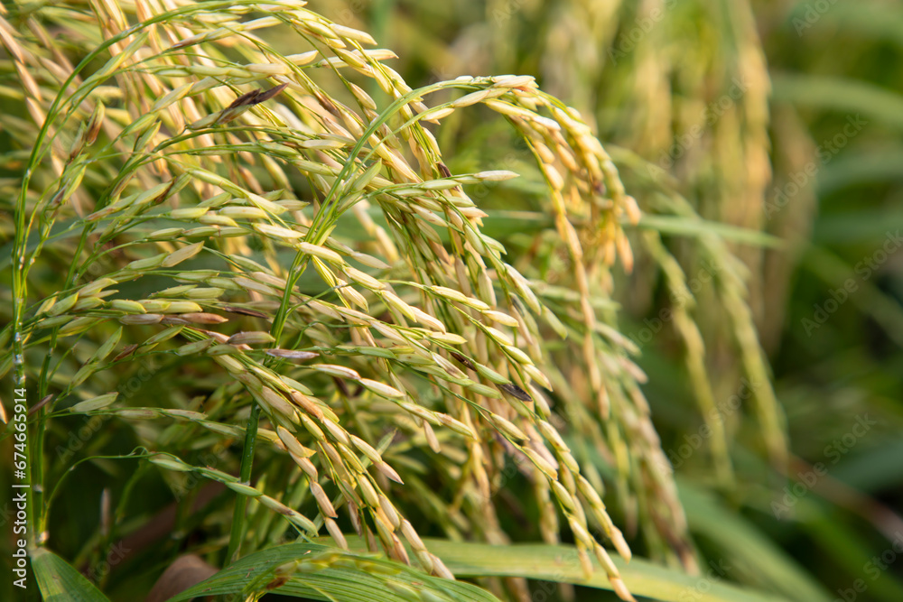 Golden grain rice spike harvest of Rice field. Selective Focus Golden grain rice spike harvest of Rice field. Selective Focus