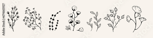 Black Vector Dry Herbs, Dried Flowers. Natural medicine illustration. Cotton, leaves and twigs