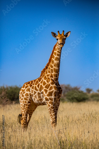 Kalahari Giraffe