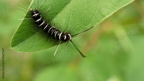 Obraz na plátně During the day, a caterpillar was crawling on the leaves
