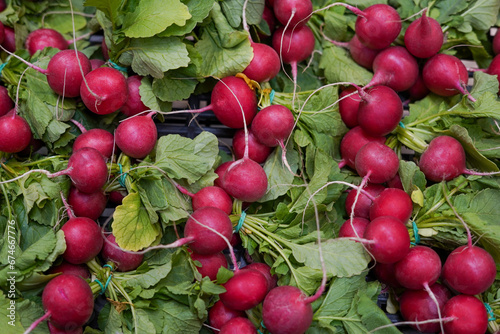 Freshly harvested, colorful radish. Growing radish. Growing vegetables in the box in store photo