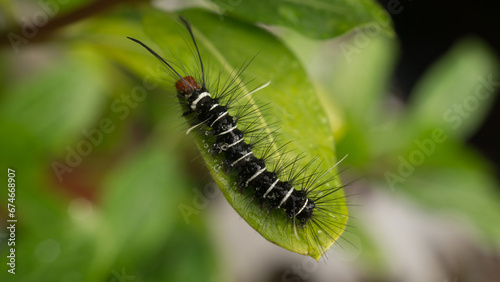 Obraz na plátně During the day, a caterpillar was crawling on the leaves