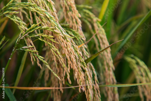 Golden grain rice spike harvest of Rice field. Selective Focus