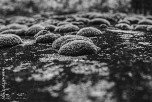 Close up on lichen