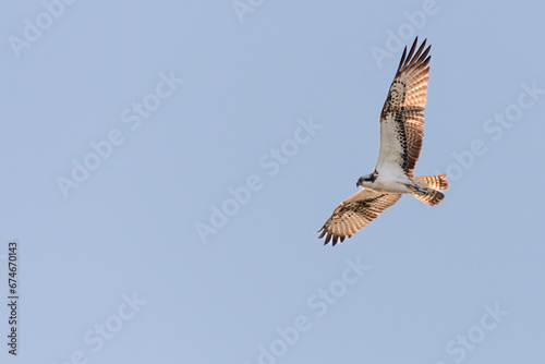 Osprey  Pandion haliaetus  flying against a blue sky  Scotland