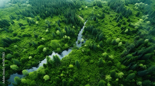 Aerial view of a green boreal forest 