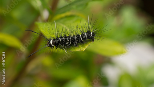 Fotografie During the day, a caterpillar was crawling on the leaves