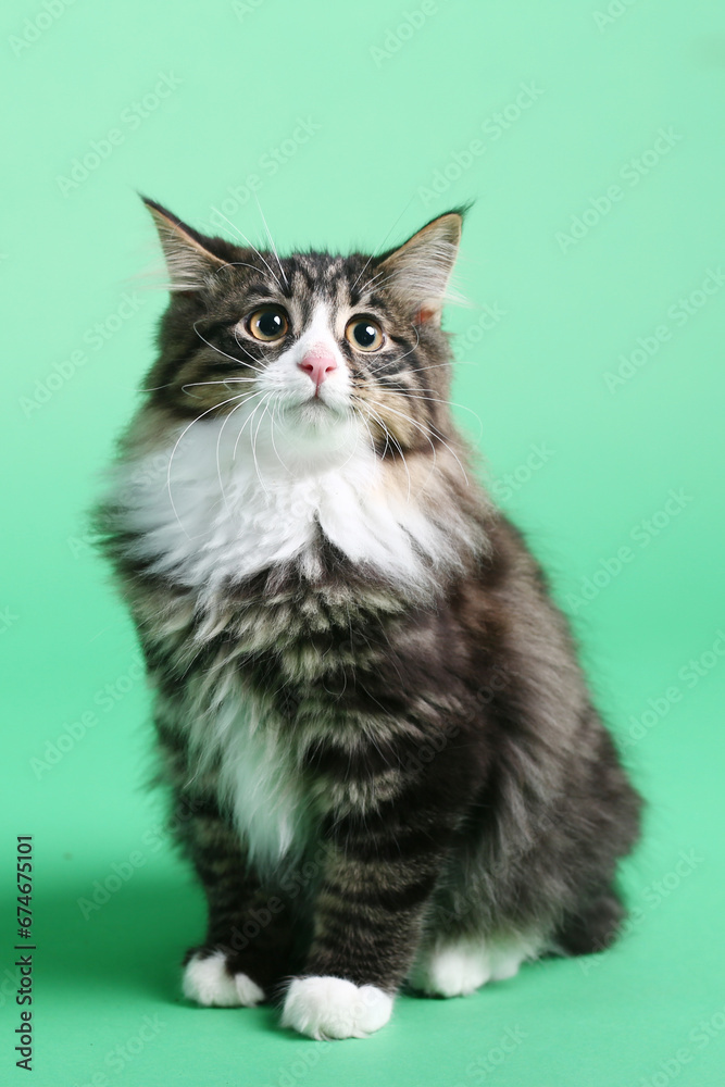 striped gray Kuril bobtail kitten close up photo on green background