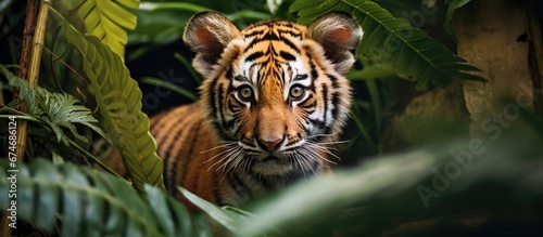 In the beautiful jungle a young baby tiger with striking black and orange stripes poses for a captivating portrait its white fur contrasting against the lush greenery capturing the essence 