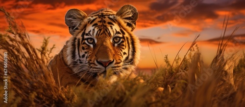 In the background the vibrant orange sky is contrasted with the lush green grass and the gentle rustling of the leaves As fluffy cotton clouds float by a majestic tiger prowls through the Af © TheWaterMeloonProjec