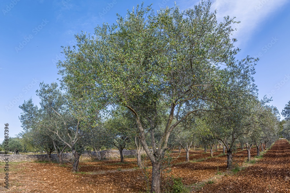 Picture of a large olive grove in Croatia in summer