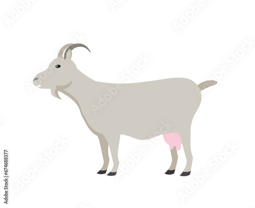 Goat animal, vector illustration Standing. Side view. Flat illustration. farming, agricultural species 