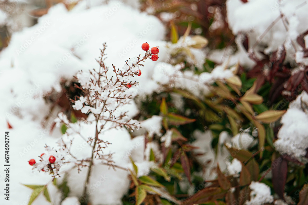 Nandina Domestica con bacche rosse coperta di neve