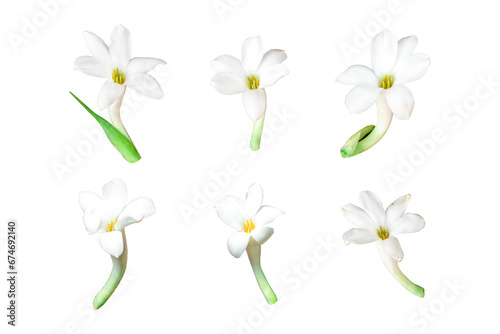 Set of white Tuberose or Rajnigandha flowers isolated on a transparent background. Clipping path included