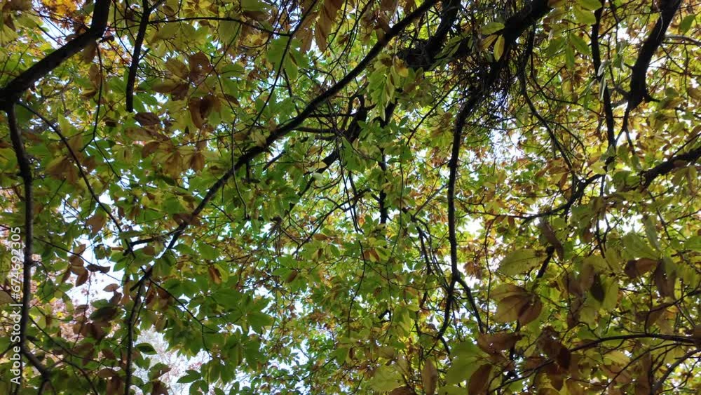 yellow autumn leaves of a tree against a blue sky on a sunny day, sun rays through the foliage, autumn forest, close-up, slow motion, rotation camera yellow autumn leaves of a tree against a blue sky on a sunny day, sun rays through the foliage, autumn forest, close-up, slow motion, rotation camera