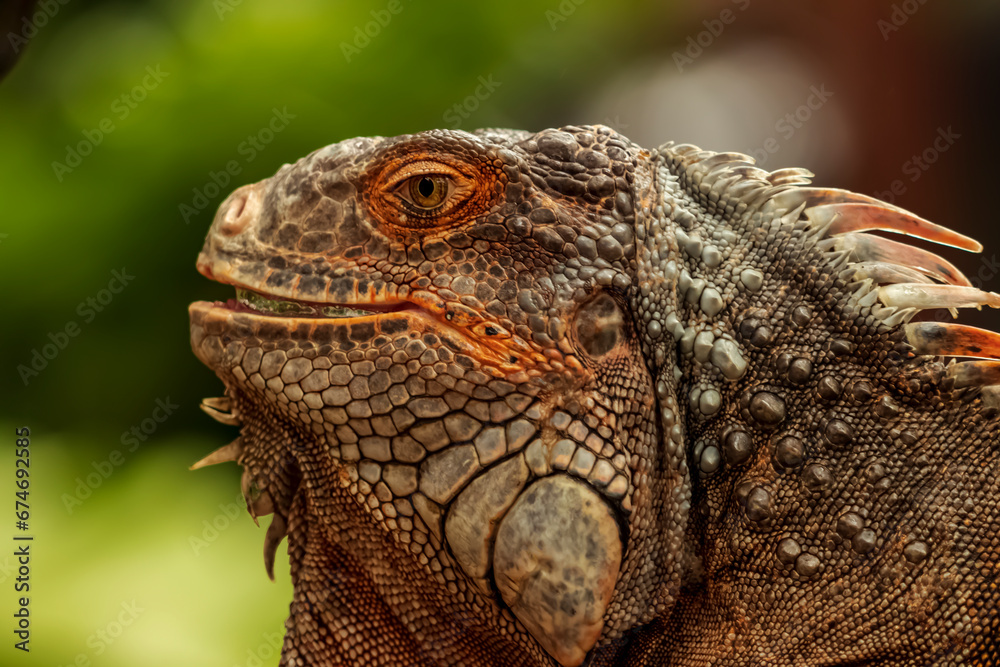 Fototapeta premium Head shot of a red iguana with a very cool bokeh background suitable for use as wallpaper, animal education, image editing material and others.