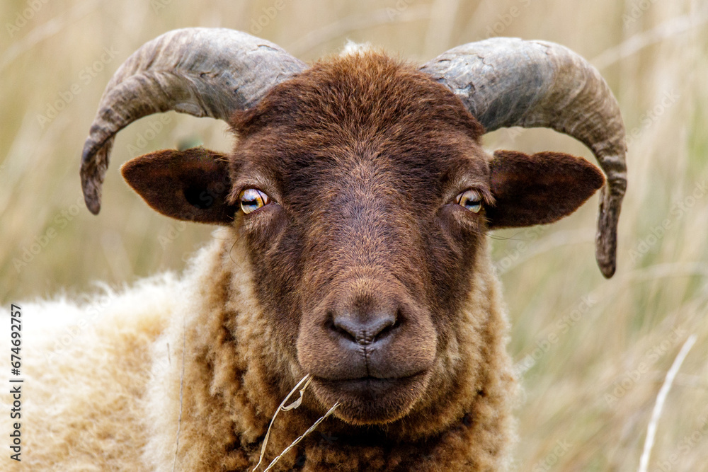 close up of a sheep ram