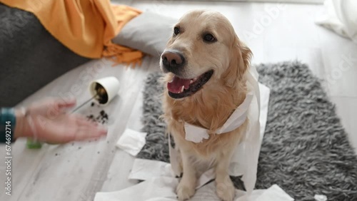 Golden retriever dog looking guilty at girl owner after playing with toilet paper in living room. Woman scolds pet doggy for mess with tissue paper at home photo
