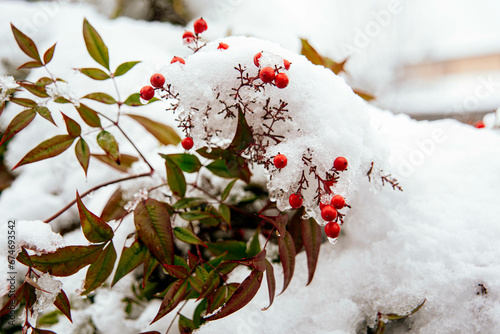 Nandina Domestica con bacche rosse coperta di neve photo
