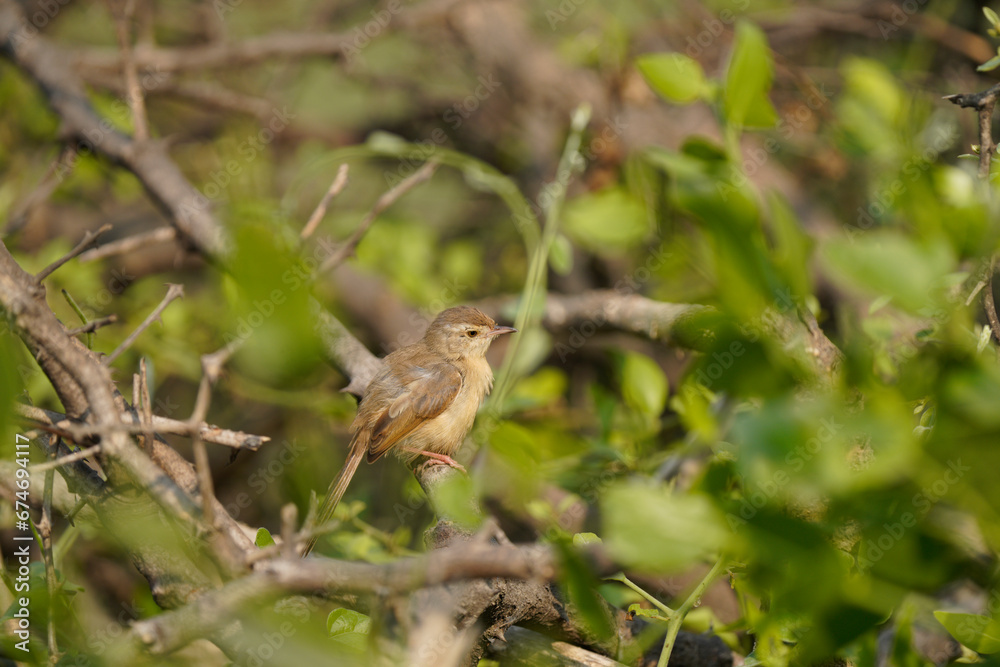 Plain prinia sitting on a twig Plain prinia sitting on a twig