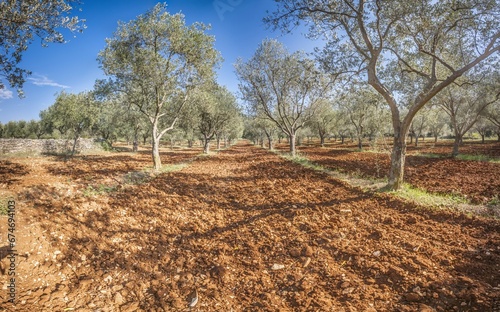 Picture of a large olive grove in Croatia in summer