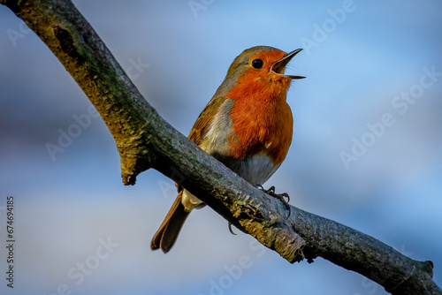 Robin singing © NorthernPixl