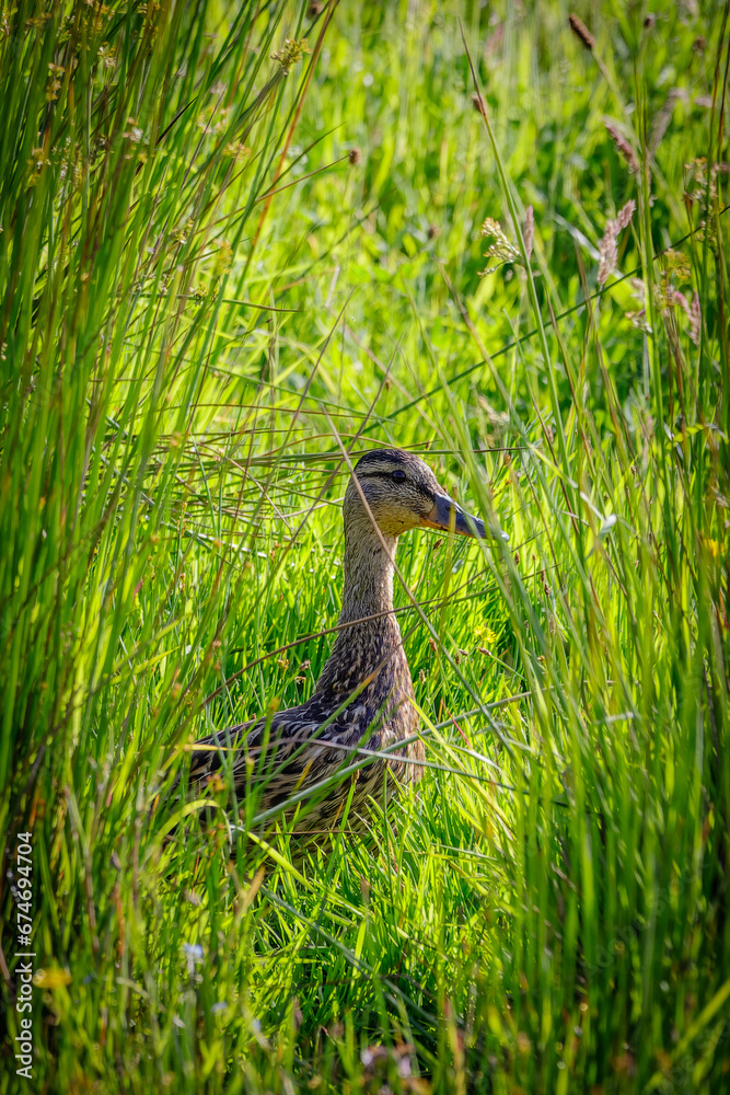 duck in the grass duck in the grass