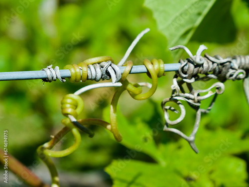 Close-up of climbing tendril of grapevine around a steel wire among old plant parts.