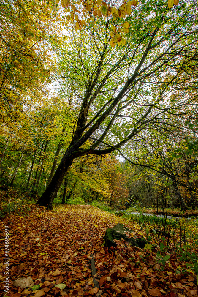 Fototapeta premium autumn in the forest