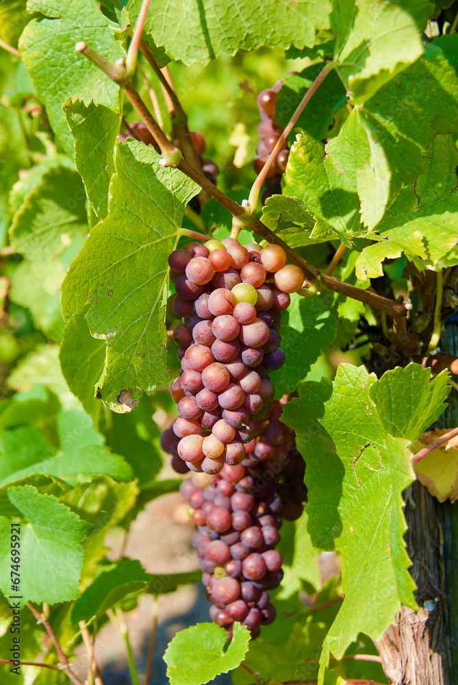 Close-up of grapevine with clusters of red grapes and green leaves at a vineyard in the Moselle Valley in autumn.