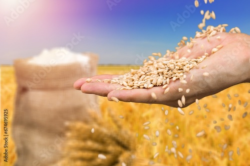 Golden wheat grains on nature background