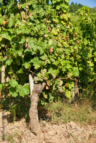 Agricultural landscape with clusters of grapes on a vineyard in the Moselle Valley in Germany in autumn.