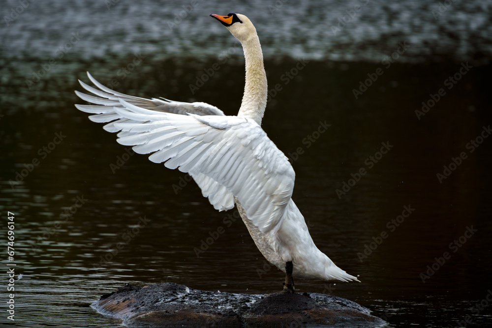 Fototapeta premium swan on the water