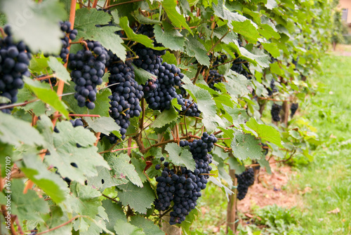 Close-up of grapevine with clusters of blue grapes and green leaves at a vineyard in the Mosel Valley in autumn.