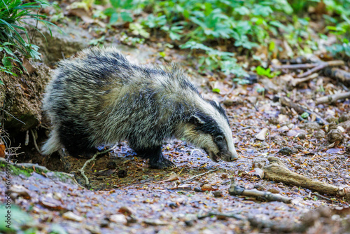 Dachs (Meles meles), Jungtier photo