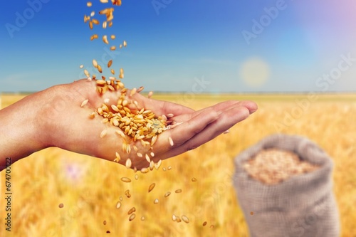 Golden wheat grains on nature background
