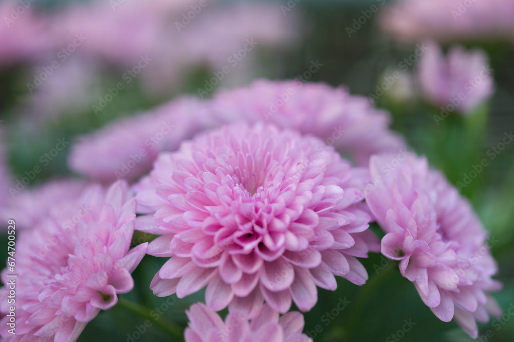 Blühende rosa farbige Dahlien Blühende rosa farbige Dahlien