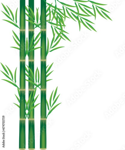 bamboo plant vector design