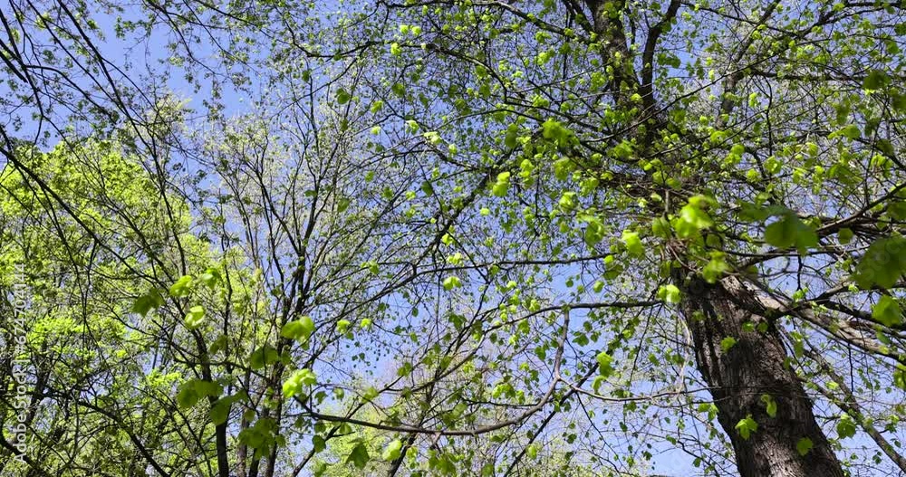 deciduous trees with green foliage in the spring season, sunny weather in the spring season in the park deciduous trees with green foliage in the spring season, sunny weather in the spring season in the park