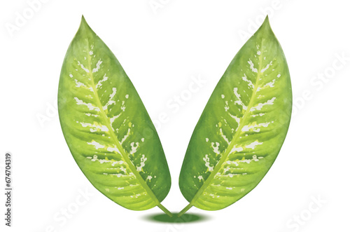 green leaves on white background vector design