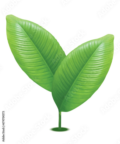 green leaves on white background vector design