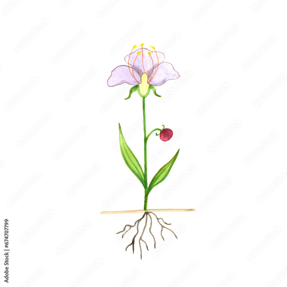 Plant growth diagram. Image of flower roots